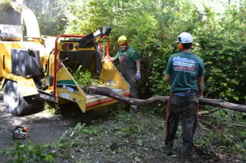 tree services Hackett